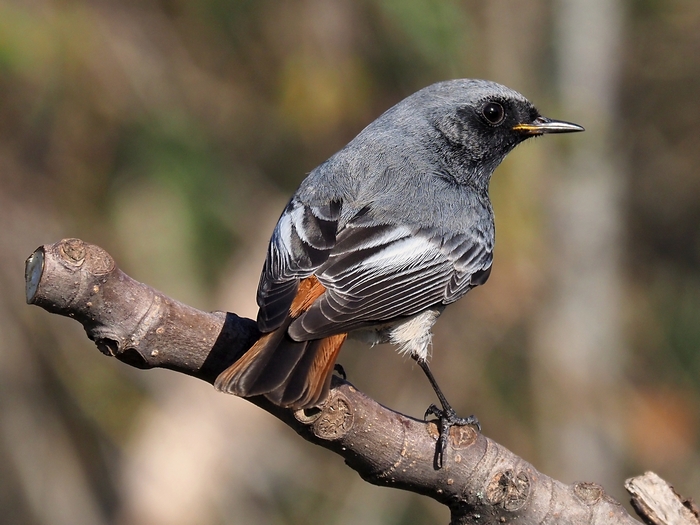 codirosso spazzacamino